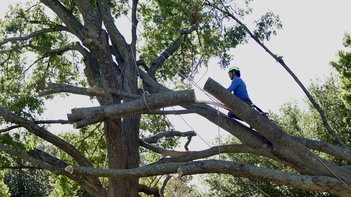 Professional Crown Thinning performed by certified arborists in Beverly Shores