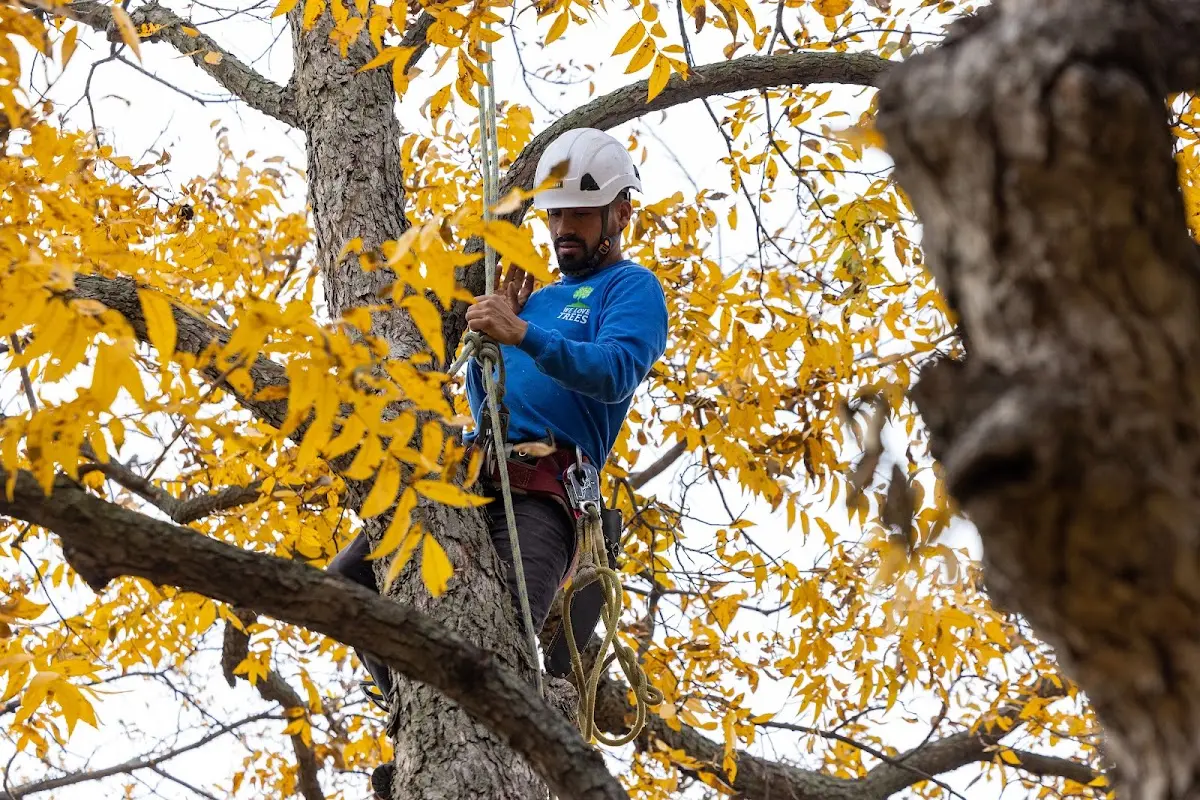Skilled Tree Pruning crew working in Beverly Shores
