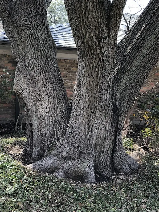 Mature heritage tree close to a Beverly Shores property cared for by certified arborists